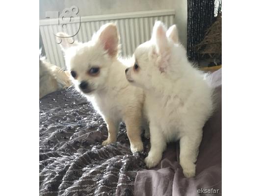 Chihuahua Σκύλοι και κουτάβια προς πώληση